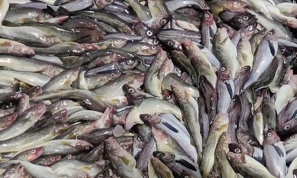 За зимне-весенний сезон промысла в Охотском море российские рыбаки, по предварительным данным, добыли свыше 830 тыс. тонн минтая