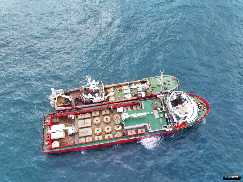 Живого краба перегружали в Баренцевом море. Фото пресс-службы ГК «Антей»