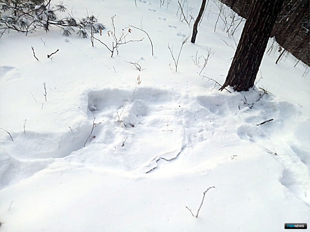 Тигриная лежка на снегу