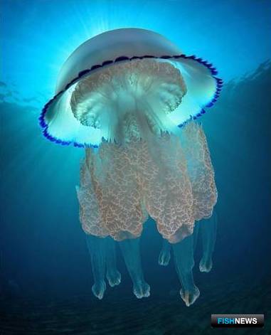 Объект исследований — медуза-корнерот (Rhizostoma pulmo) Азовского моря. Фото пресс-службы АзНИИРХ