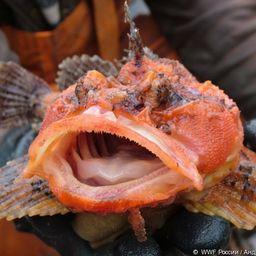 Морской ворон. Фото пресс-службы WWF России