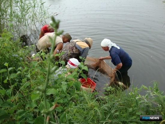 Специалисты Азовского НИИ рыбного хозяйства в рамках госзадания переселили в дикую природу 306 тыс. экземпляров молоди судака. Фото пресс-службы института