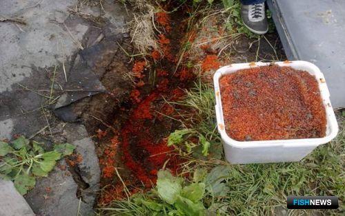 На Сахалине обнаружен очередной нелегальный цех по заготовке красной икры.