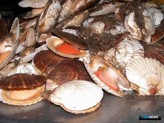 Один из популярных выращиваемых моллюсков – гребешок приморский