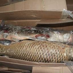 Более 28 тонн пресноводной рыбы рыночной стоимостью свыше 3,5 млн рублей пытались нелегально вывезти в Китай. Фото пресс-службы Хабаровской таможни