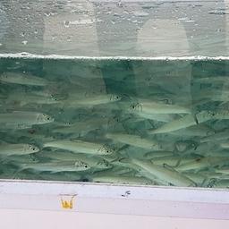 Собский рыбоводный завод в Ямало-Ненецком автономном округе провел сразу два «выпускных» - в дикую природу отправилась молодь пеляди и чира. Фото пресс-службы правительства ЯНАО