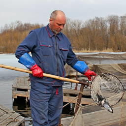 В Архангельской области развивается товарное рыбоводство. Фото пресс-службы регионального правительства