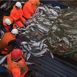 Группа «Норебо» за прошлый год поставила на внутренний рынок в оптовом и розничном звене около 130 тыс. тонн рыбной продукции. Фото пресс-службы холдинга