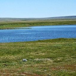 Озеро в тундре Приуральского района ЯНАО. Фото из «Википедии»