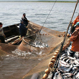Добыча лососей у берегов Сахалина