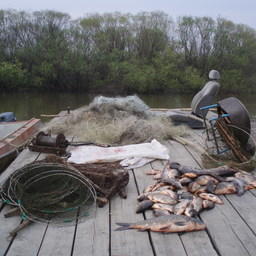 Рыба и синтетические сети, изъятые у браконьеров возле села Черниговка в Приморье