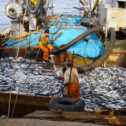 Экспертный совет поддержал предложения «рыбной» комиссии РСПП
