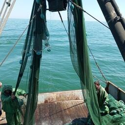 Ежегодная учетная траловая съемка проводилась в Азовском море. Фото пресс-службы АзНИИРХ