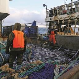 Предприятия Камчатского края получили право выловить более 383 тыс. тонн минтая в охотоморскую путину.  Фото пресс-службы «Океанрыбфлота»