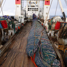 За 2018 г. в консолидированный бюджет РФ по виду деятельности «Рыболовство, рыбоводство» уплачено 45,8 млрд рублей