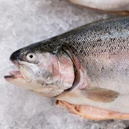 Более 98% продукции товарной аквакультуры, произведенной в СЗФО, составляют лососевые: семга и форель