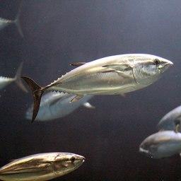 В результате браконьерства синеперый тунец отнесен к вымирающим видам. Фото Takashi Hososhima («Википедия»)