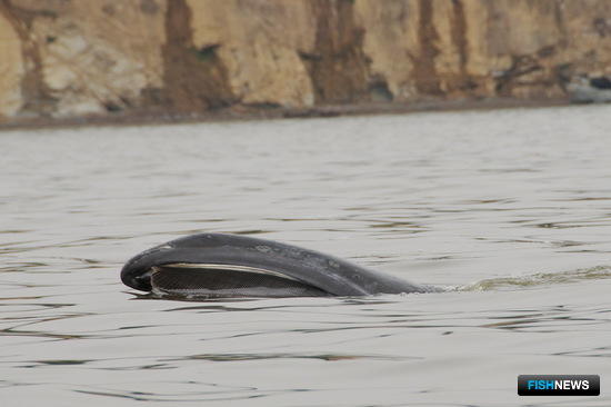 Гренландский кит охотоморской популяции. Фото пресс-службы СММ.