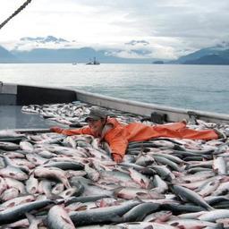 К 5 декабря российские рыбаки выловили 4,73 млн тонн водных биоресурсов, что на 6,2% выше уровня прошлого года. Фото пресс-службы Росрыболовства