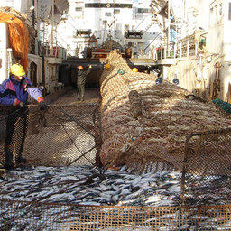 Вылов сельди российскими рыбаками