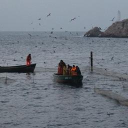 Рыбаки проверяют ставные сети в прибрежье Крыма