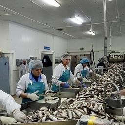 В Ямало-Ненецком автономном округе прошел региональный конкурс «Лучший обработчик рыбы». Фото пресс-службы правительства региона