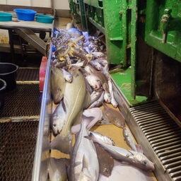 Специалисты ПИНРО проверили запасы донных рыб в Баренцевом море. Фото пресс-службы филиала