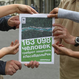 Более 163 тыс. россиян попросили Владимира Путина сохранить прибрежные леса. Фото Анны Антанайтите, Greenpeace
