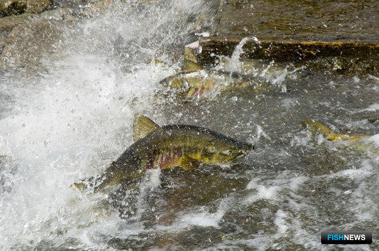 К проблеме сохранения и хозяйственного использования тихоокеанских лососей на Сахалине