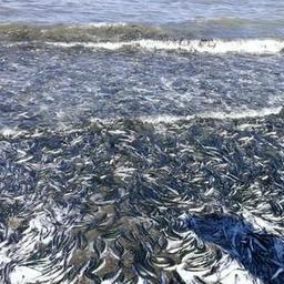 Нерестовая мойва, выброшенная прибоем на берег Западного Сахалина. Фото пресс-службы СахНИРО