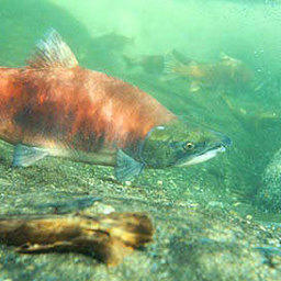 Аляскинская нерка. Фото с сайта департамента рыболовства и охоты штата