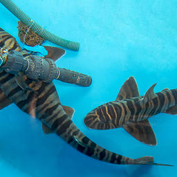Зебровидные бычьи акулы. Фото пресс-службы Приморского океанариума
