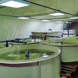 На базе Верхне-Обского филиала ФГБУ «Главрыбвод» открылся экспериментальный рыбоводный инкубационный цех ангарного типа. Фото пресс-службы Росрыболовства