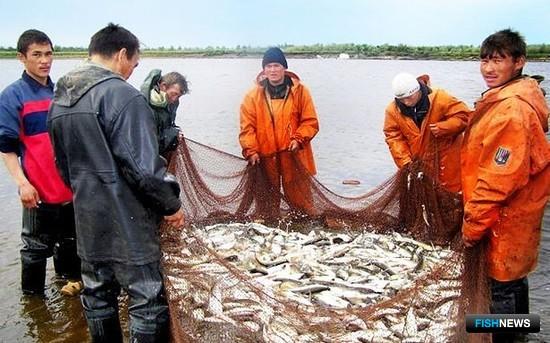 Добыча рыбы на Ямале. Фото с сайта Ok.ru