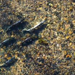 В реках «Земли леопарда» закончился нерест красной рыбы. Фото пресс-службы нацпарка