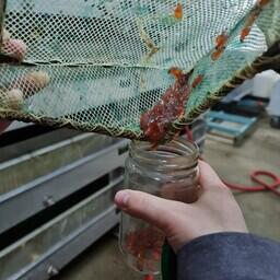 Ученые взяли образцы молоди лососей для исследований. Фото пресс-службы ВНИРО