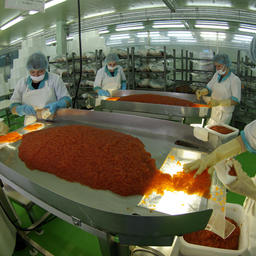 Производство лососевой икры на рыбозаводе в Сахалинской области