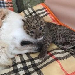 Леопард Милаша тоже родилась в стенах зоопарка, но выкормила новорожденную золотистый ретривер Тесси. Фото из Instagram зоопарка «Садгород»