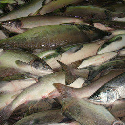 Уловы лососевых на Камчатке