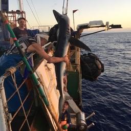 Члены экипажей судов с ЭПЖ прислали организаторам большое количество фотографий необычных рыб. Фото пресс-службы ЦСМС