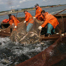 По прогнозам, в 2011 году возможный вылов тихоокеанских лососей в Сахалинской области может составить 280 тыс. тонн