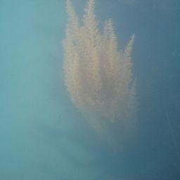 У побережья Татарского пролива нашли большие скопления саргассовых водорослей. Фото пресс-службы СахНИРО