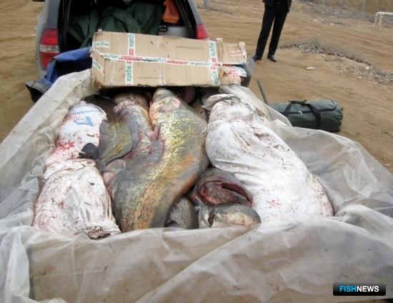 В прицепе инспекторы обнаружили мешки с рыбой частиковых видов. Фото пресс-службы УМВД России по Астраханской области