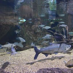 Рыбы озера Ханка — верхогляд, белый амур, сазан