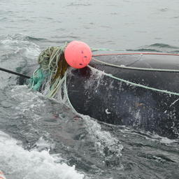 Спасение запутавшегося в снастях кита. Фото Maine Public