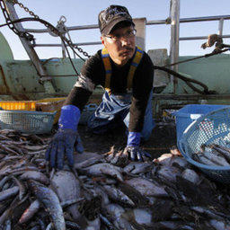 Сортировка улова на японском судне фото с сайта profi-news.ru