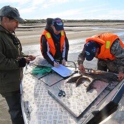 Ученые провели ежегодный мониторинг популяции сибирского осетра в реке Лена. Фото пресс-службы ВНИРО