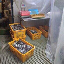 Образцы минтая из уловов, подготовленные к исследованиям наблюдателями МагаданНИРО. Фото пресс-службы ВНИРО
