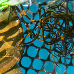 Такими нитями самка обвивает место прикрепления яйца. Фото пресс-службы Приморского океанариума