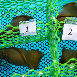 Первые четыре яйца в кладке самки зебровидной бычьей акулы. Фото пресс-службы Приморского океанариума